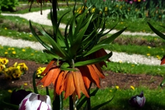 Ogród Botaniczny